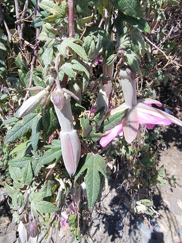 Image of Passiflora pinnatistipula by (c) Emily Turteltaub Nelson, some rights reserved (CC BY)
