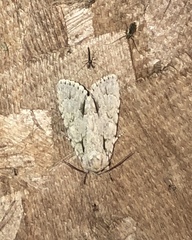 Acronicta lobeliae