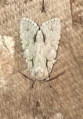 Acronicta lobeliae