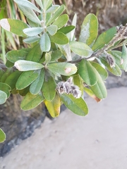 Callistachys lanceolata