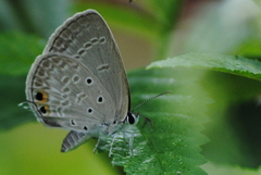 Euchrysops cnejus cnejus
