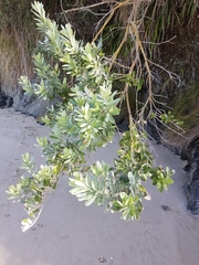 Callistachys lanceolata