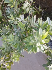Callistachys lanceolata