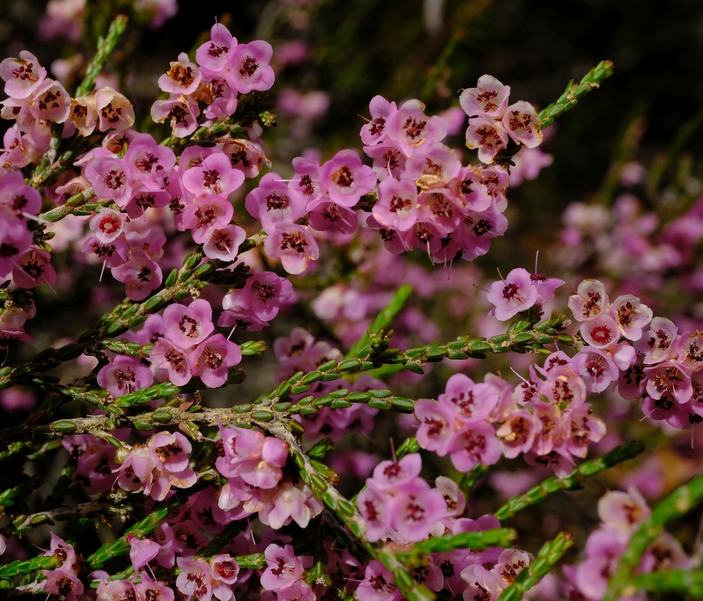 Bokkeveld Heath