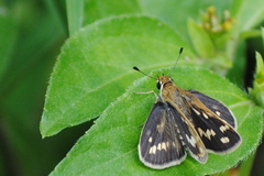 Taractrocera maevius