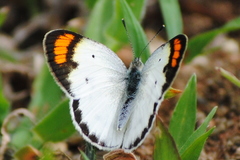 Colotis etrida