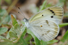 Colotis etrida