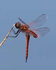 Tramea insularis
