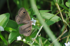 Ypthima tabella