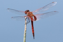 Tramea insularis