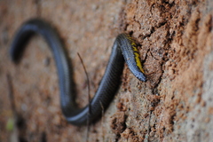 Uropeltis ellioti