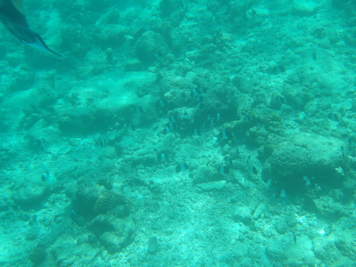 Black Pyramid Butterflyfish — seen at this dive site