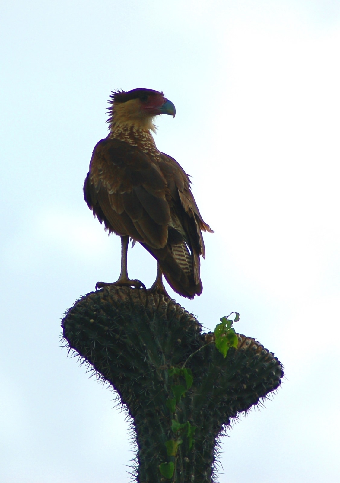 Caracara cheriway<br>08 November, 2024