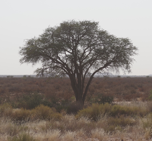 Camel Thorn