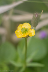 Ranunculus pygmaeus