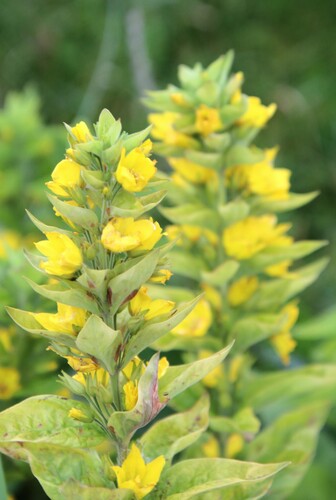 čerkáč bodkovaný (Lysimachia punctata)