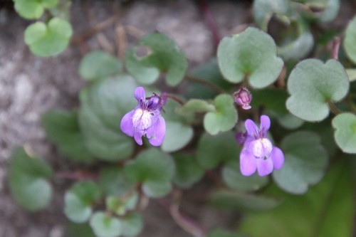 cimbalok bledý (Cymbalaria pallida)