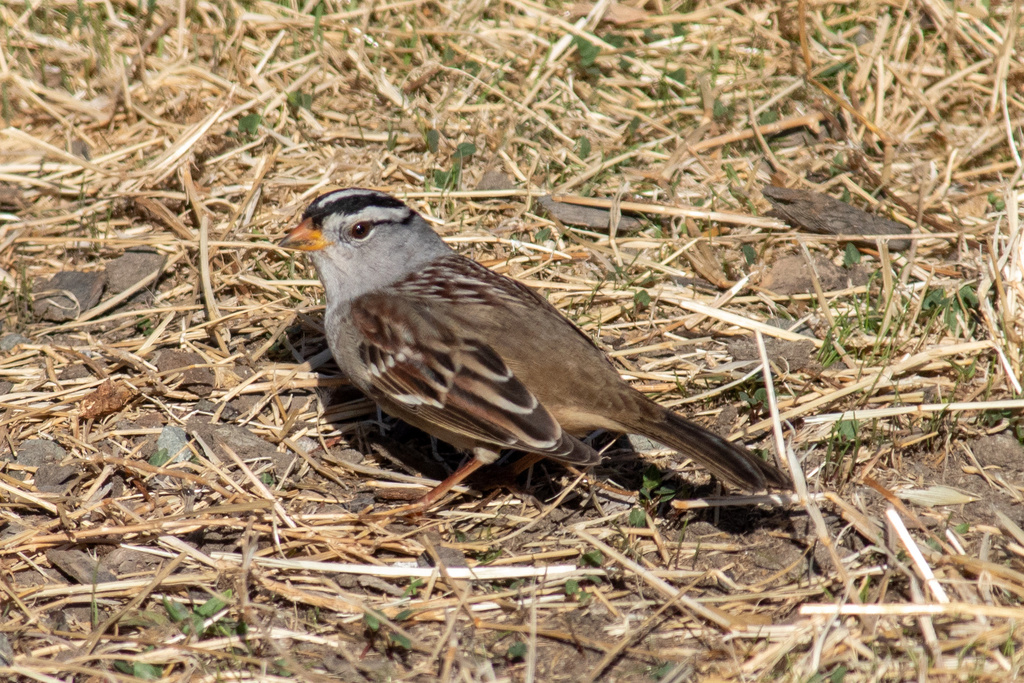 White-crowned Sparrow from Box R Ranch Rd, Vacaville, CA, US on ...