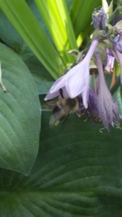 Bombus impatiens