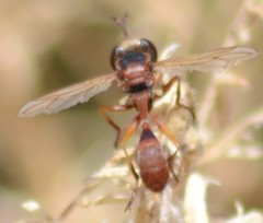 Physocephala texana