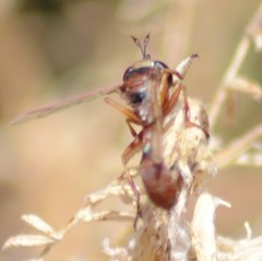 Physocephala texana