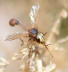 Physocephala texana