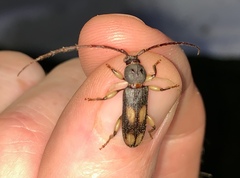 Tylonotus bimaculatus