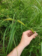 Carex atherodes