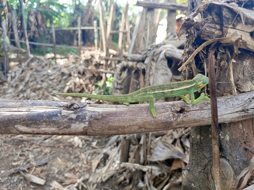 Montane side-striped chameleon