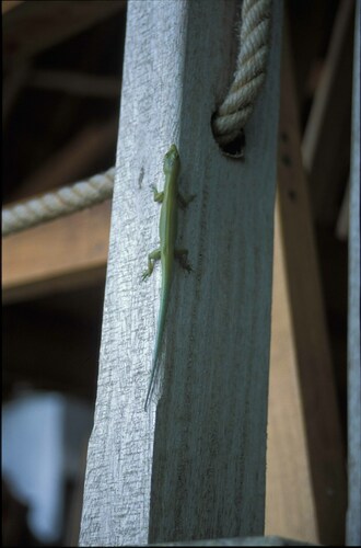 Prasinohaema virens observed 2003-03-01
