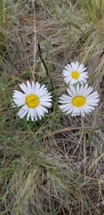 Townsendia formosa