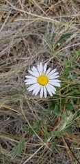 Townsendia formosa