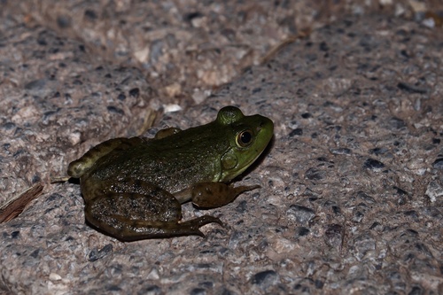 American Bullfrog