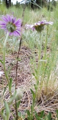 Townsendia formosa