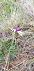 Townsendia formosa