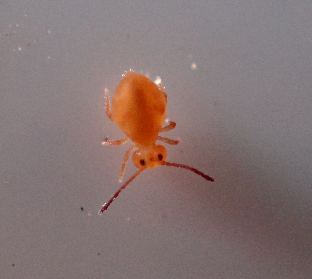 Dicyrtoma flammea
