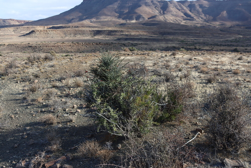 Image of Cadaba aphylla by (c) Tony Rebelo, some rights reserved (CC BY-SA)
