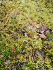 Linnaea borealis longiflora