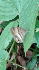 Cissia