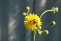 Dasypoda