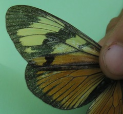 Actinote anteas anteas