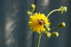 Dasypoda