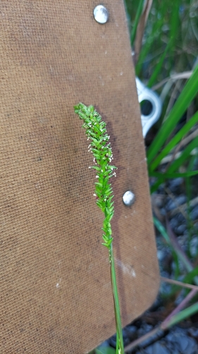 Image of Sacciolepis striata by (c) Athena Philips, some rights reserved (CC BY)