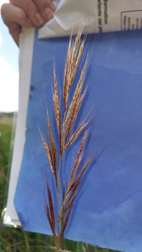 Image of Sugarcane Plumegrass (Erianthus giganteus) by (c) Athena Philips, some rights reserved (CC BY)