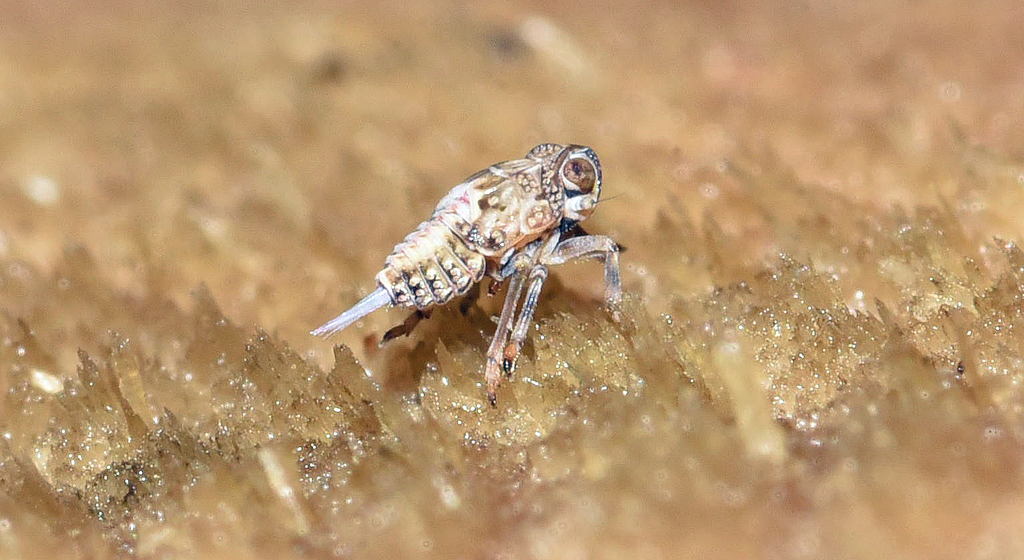 Common issid planthopper