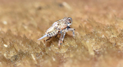 Common issid planthopper