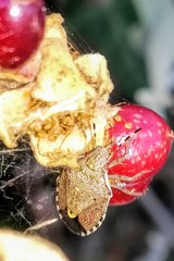 Holcostethus albipes