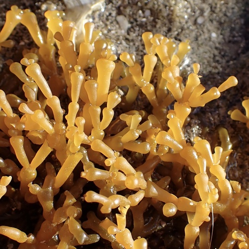 Gracilaria salicornia