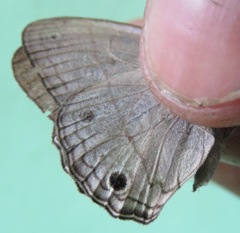 Cissia themis