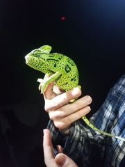 Chamaeleo calyptratus